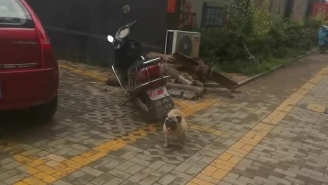 Walk with the dog