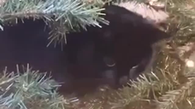 Cats fight in the Christmas tree in true cat style