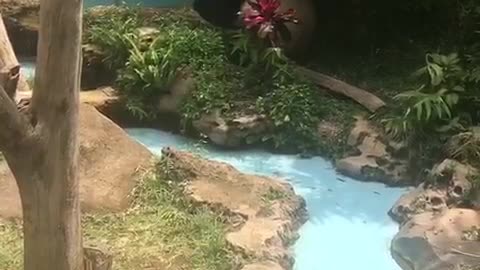 Cute Lazy Panda