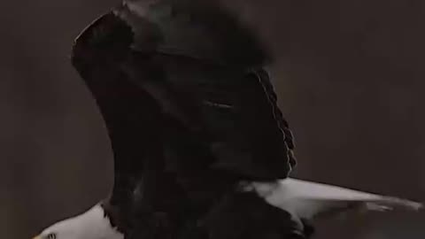 Eagle 🦅⚡