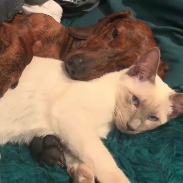 Who wants to join these two for snuggles?