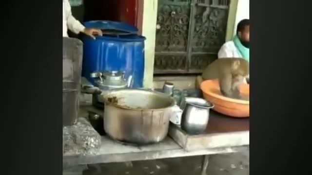 😂😂😂Funny monkey compilation😂 cute monkey and dog video.