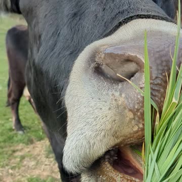Herman Eating Grass