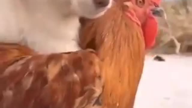 dog and the cock