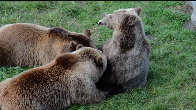 bear cubs