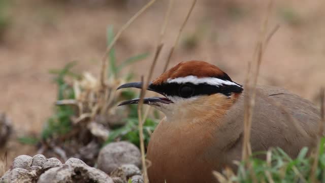 An amazing video of an Indian Courser lying on the ground among the tampon