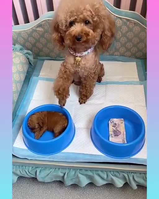 Funny and Cute Dog Video Compilation_21 _#short