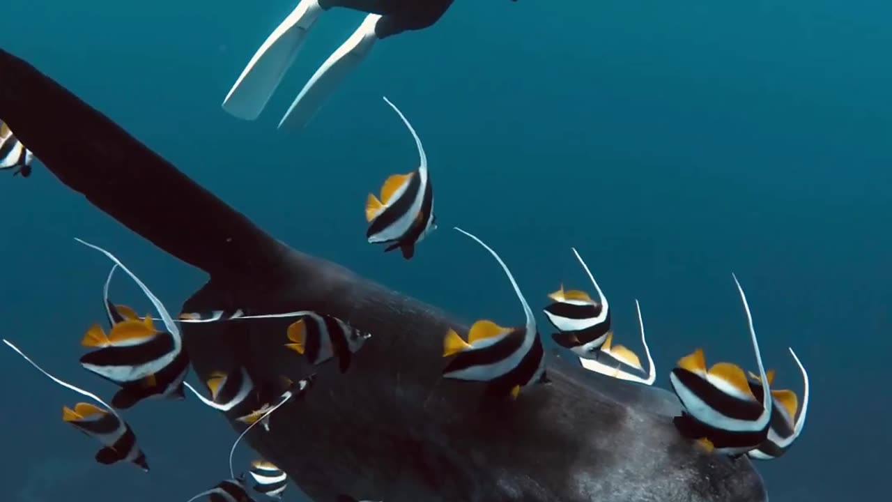 Diver's Up-Close Underwater Encounter with Mola Fish