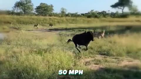 Fastest animals on Earth