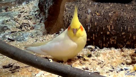 Observing yellow parrot 🦜