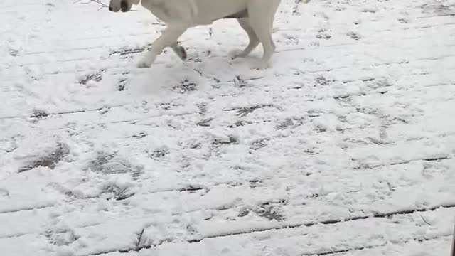 Lab pup throws a rock