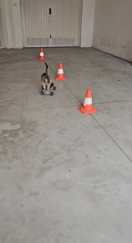 That’s a pretty RAD katt