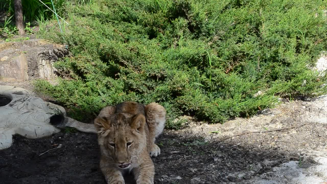 young lioness at a park
