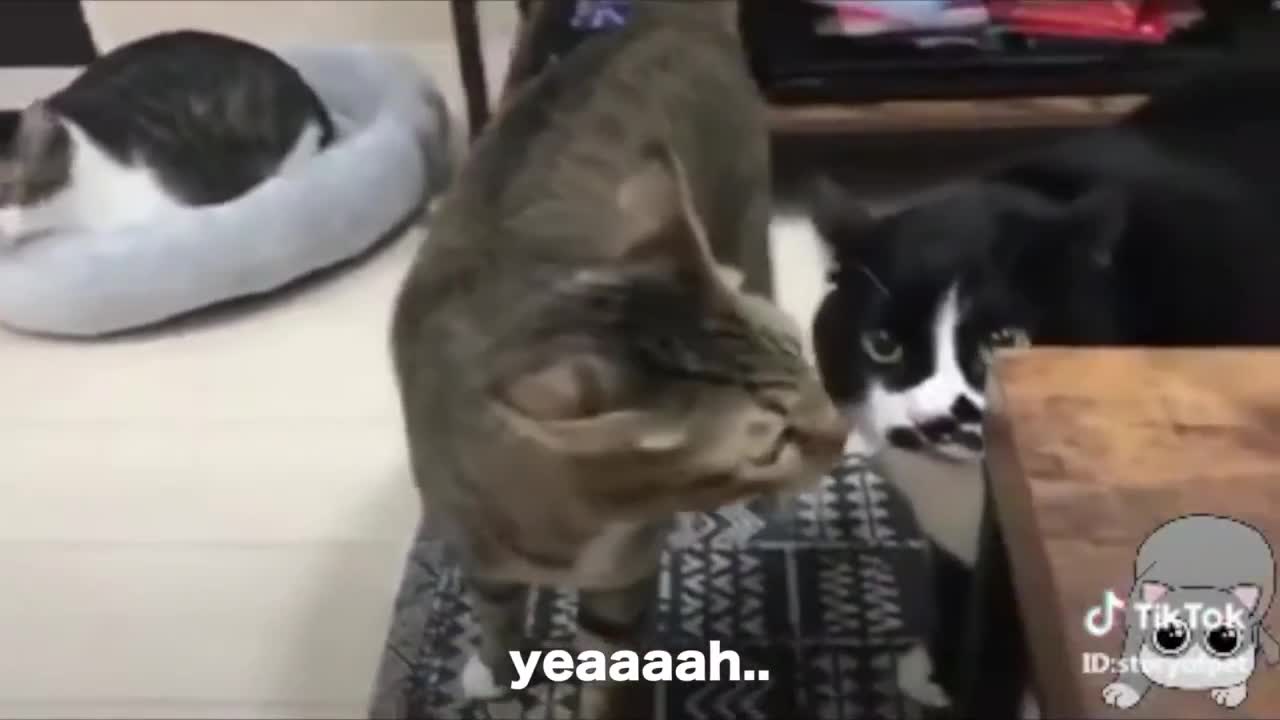 Cats talking ! these cats can speak english better than hooman