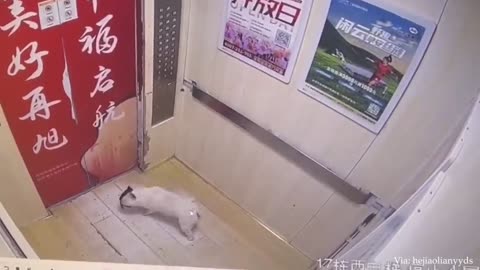 20 Minutes Of Funniest Animals 2024 😅 Best Dogs Videos 🐶