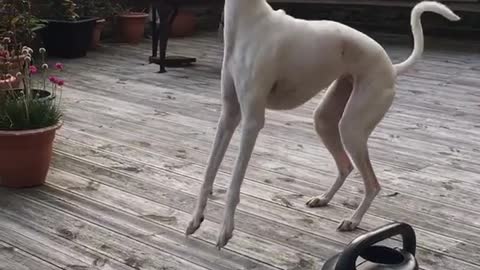 White dog plays with white shoe on outdoor deck