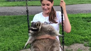 Raccoon Loves to Swing