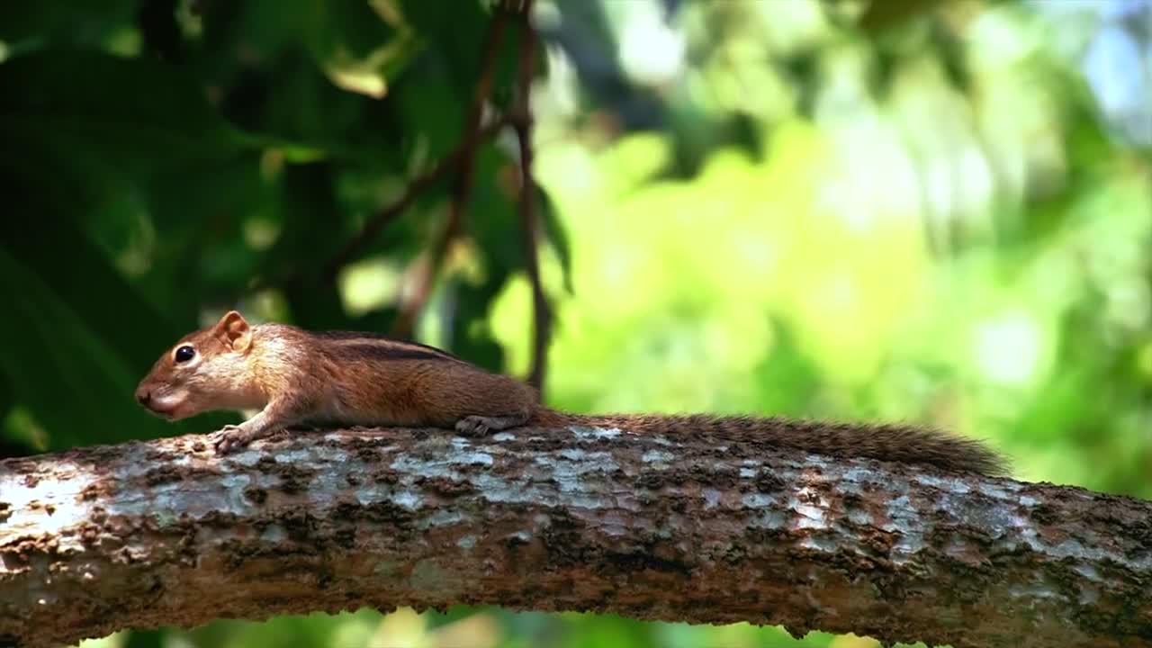 Funny Grizzled Giant Squirrel among trees in jungle