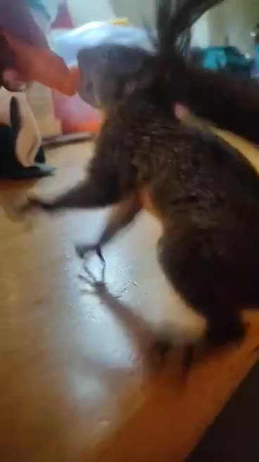 Pet Squirrel loves Carrots