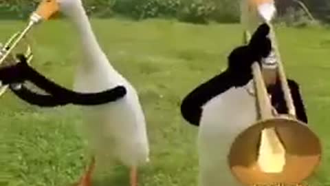 Duck going to song