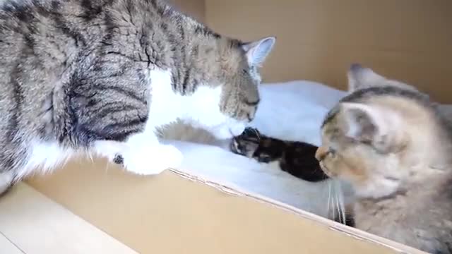 Daddy cat Coco meets baby kittens for the first time