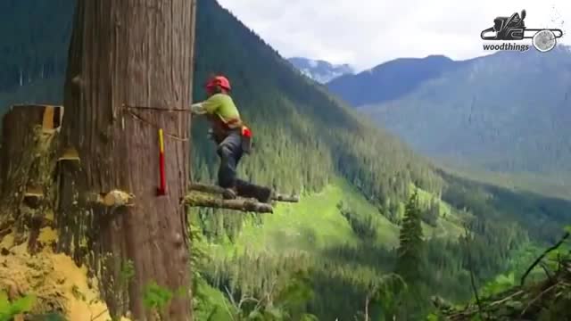 Tree felling climbing with chainsaw machine