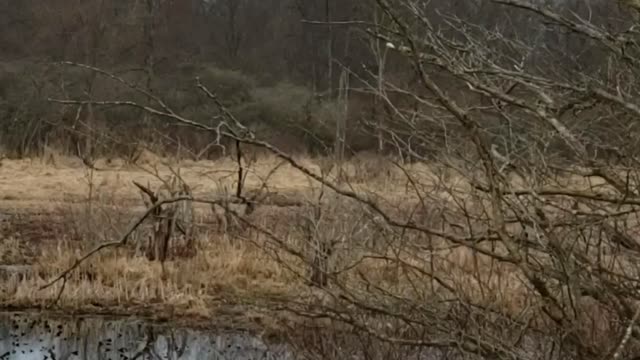 Spring Peepers