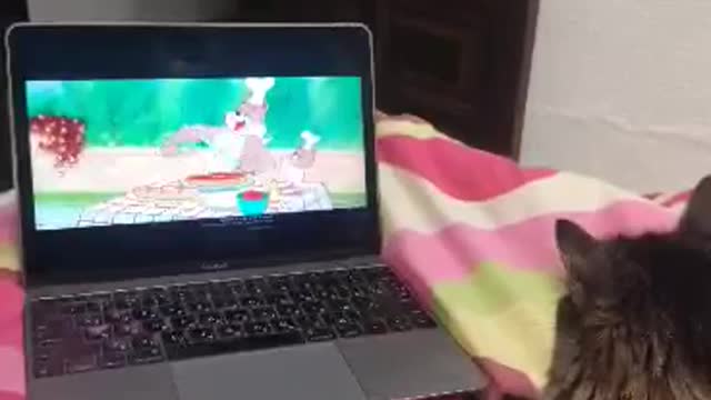 My cat Jien loves to watch Tom and Jerry movie