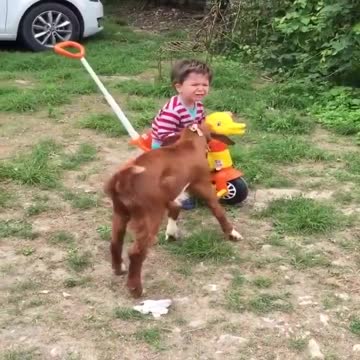Goat Pushes Boy In A Toy Car Tricycle, Boy Cries Then Laughs