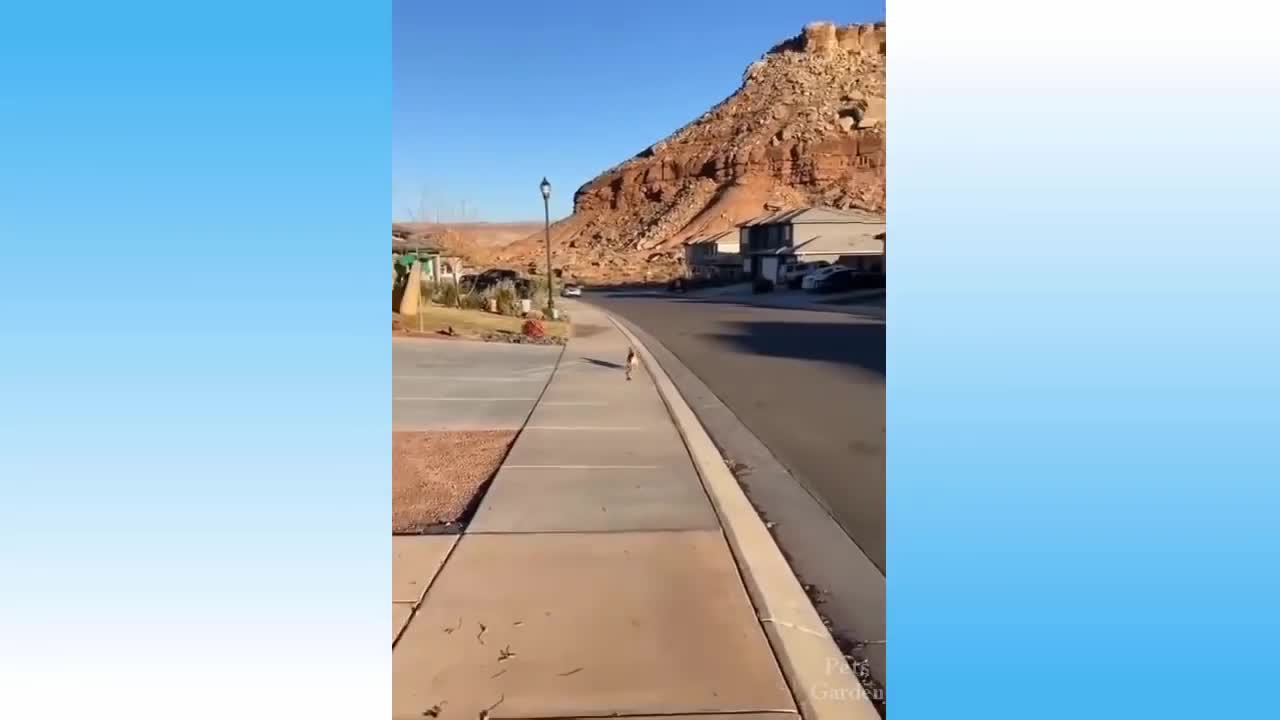 Funny Animals And Cute Pets Compilation 9