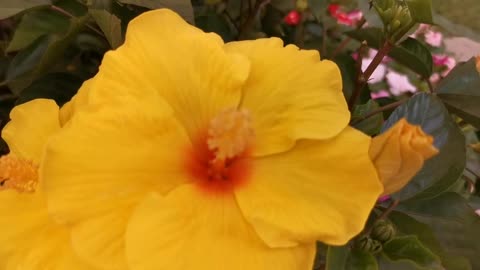 Beautiful yellow flower with lovely bud