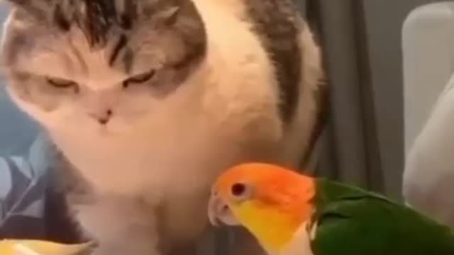 Cute love bird vs Kitty