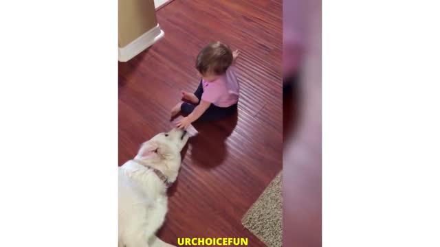 Best funny videos of 2021 ,Best baby videos,Best dog comedy