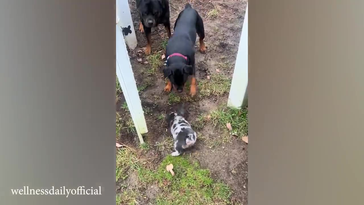 FUNNY Dogs - cute