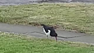 Oyster catcher