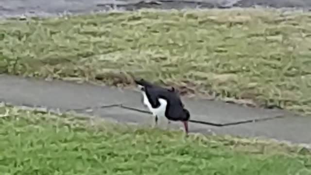 Oyster catcher