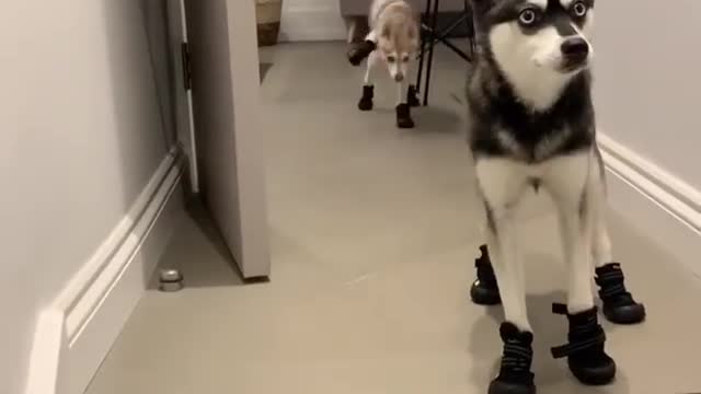this husky wearing a shoe for the first time
