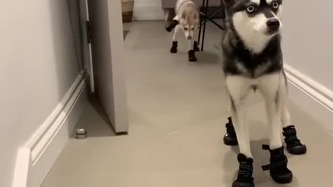 this husky wearing a shoe for the first time