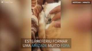 Gato adota passarinho abandonado e formam uma amizade inusitada