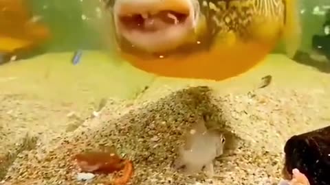 Amazing Facts About Animals #facts #reels #mystery #foryou s