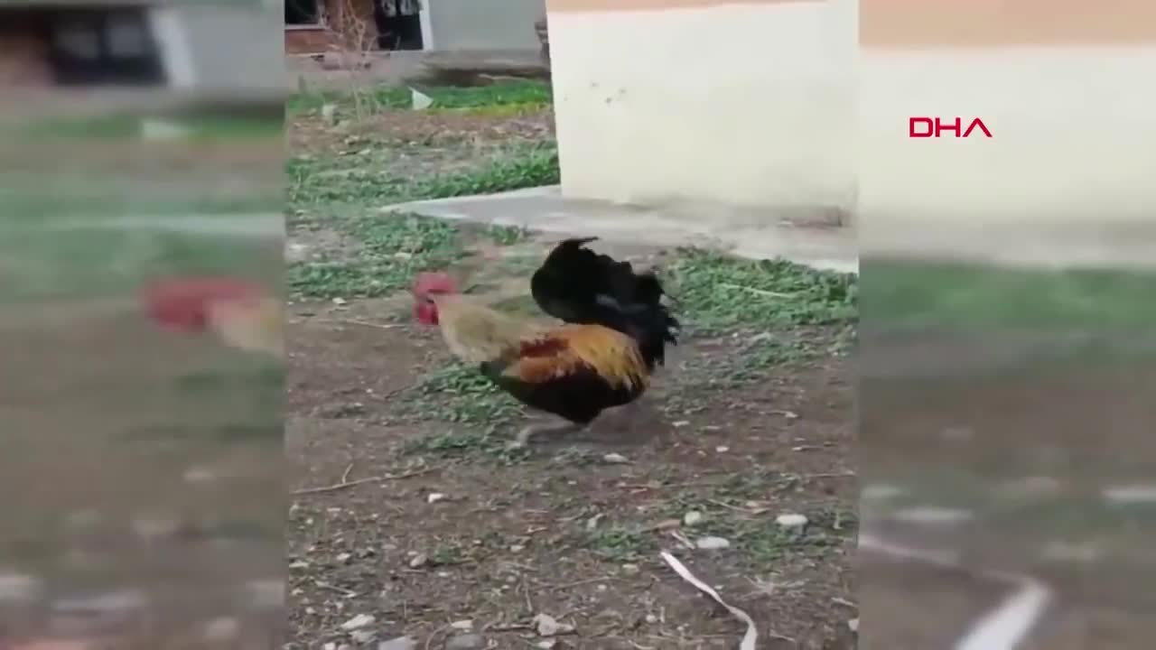 El gallo que canta asta desmayarse