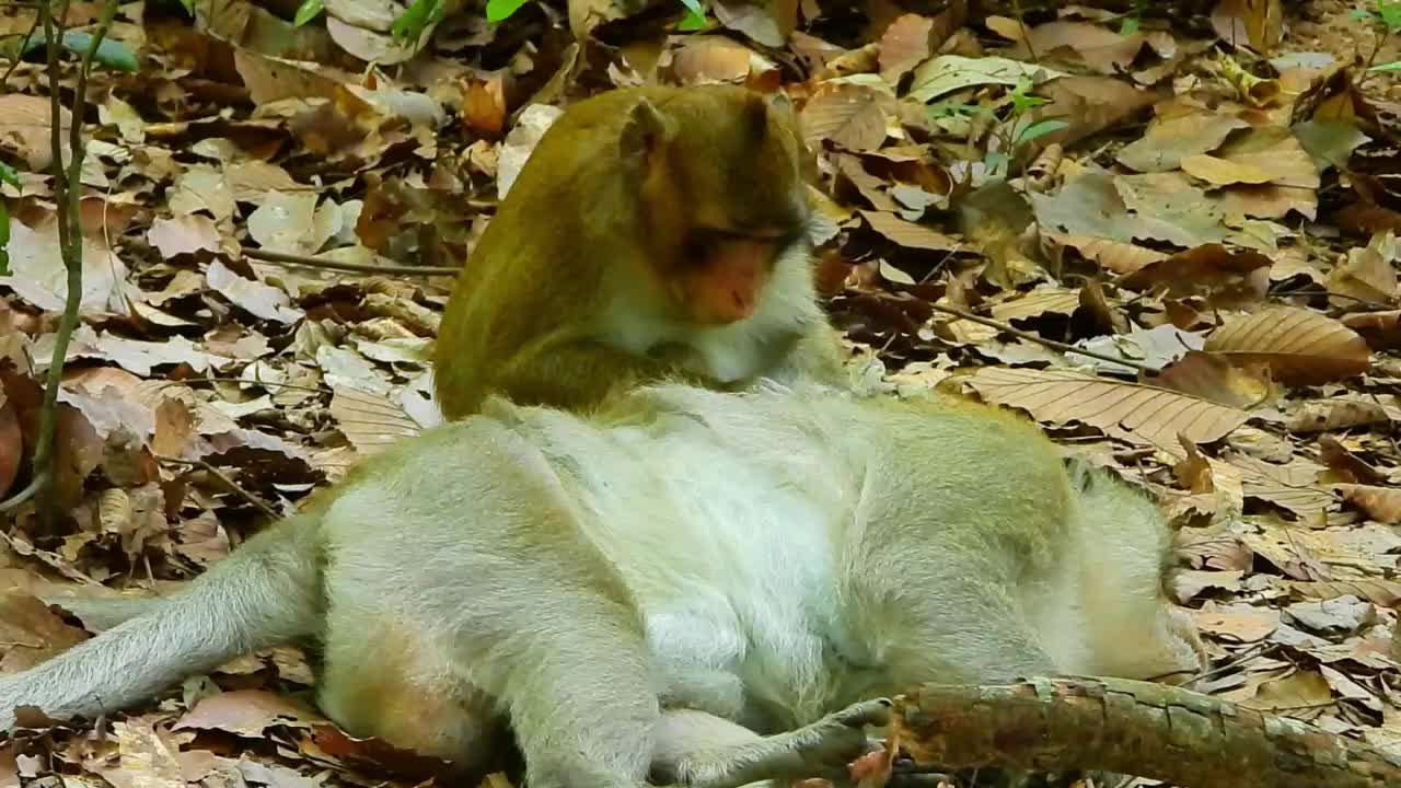 Monkey Christ with Ballu