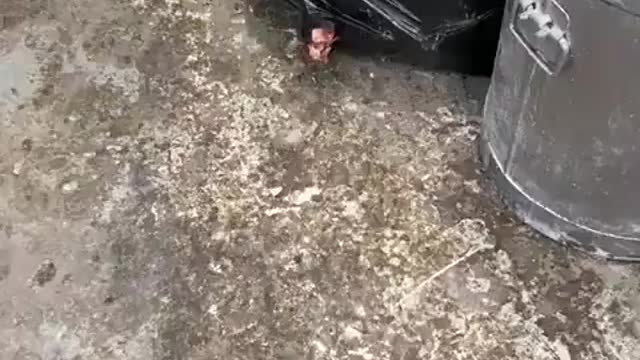 I am hoping this is not the standards of all pie and mash shops