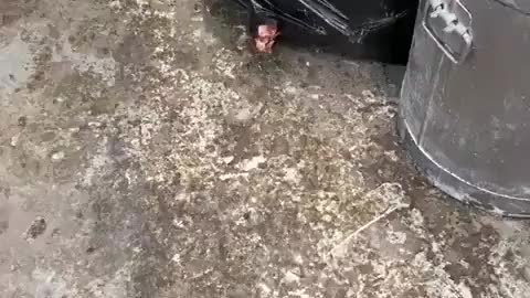 I am hoping this is not the standards of all pie and mash shops