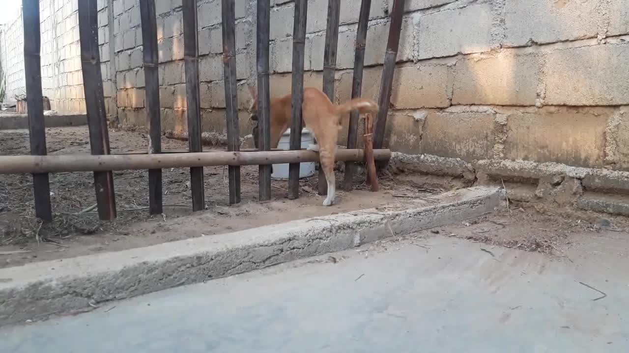 Poor thing is this wild cat's hungry by the way he catches birds and makes his food for a living