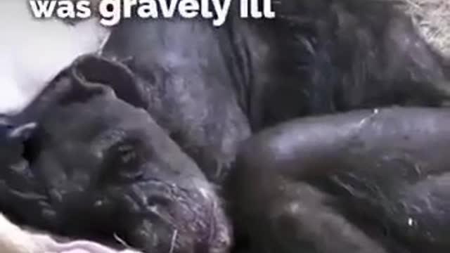 Dying chimp recognizes old friend