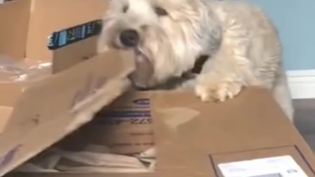 1 MINUTE! # 21 _ Dog Lovers _ 🤣 SHORT & FUNNY Videos #Shorts