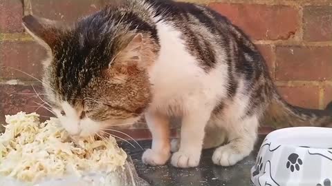 Hungry Stray Cat