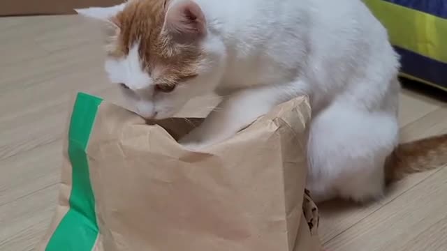 Cat play with shopping Bag