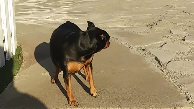 pregnant Dog wants a owner hand to help him with stairs then the owner did this...